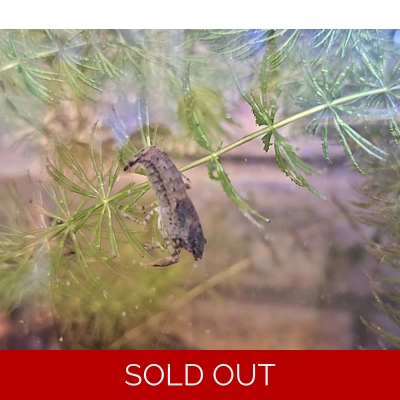 Blue Marble Dwarf Mexican Crayfish